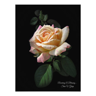 Foto Recebendo Uma Bênção... Rosa Art Impressão por Sta