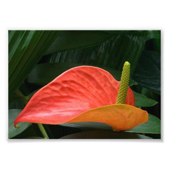 Foto Red Anthurium Plant Contra Foliage (Frente)