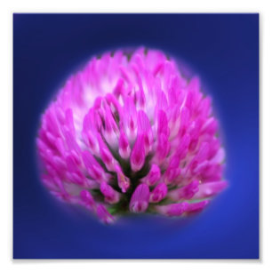 Foto Red Clover Wildflower 8x8
