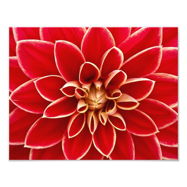 Foto Red Dahlia (Frente)
