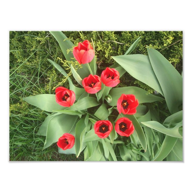 Foto Red Floral (Frente)