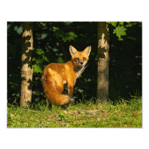 Foto Red Fox Beauty