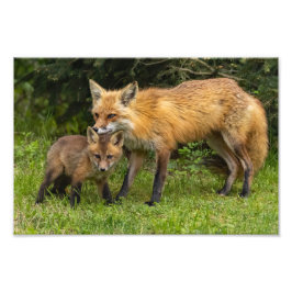 Foto Red Fox Mãe e Youngster
