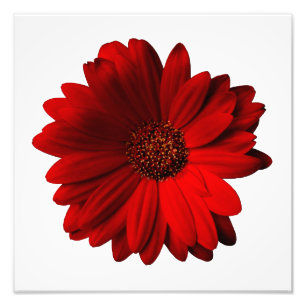 Foto Red Gerbera Daisy Photo Impressão