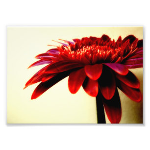 Foto Red Gerbera Flower Photo Impressão
