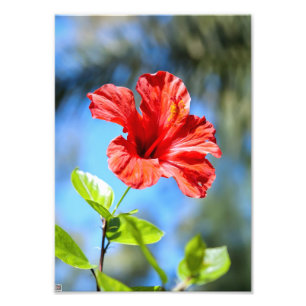 Foto Red Hibiscus