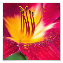 Foto Red Lily Fechar Macro