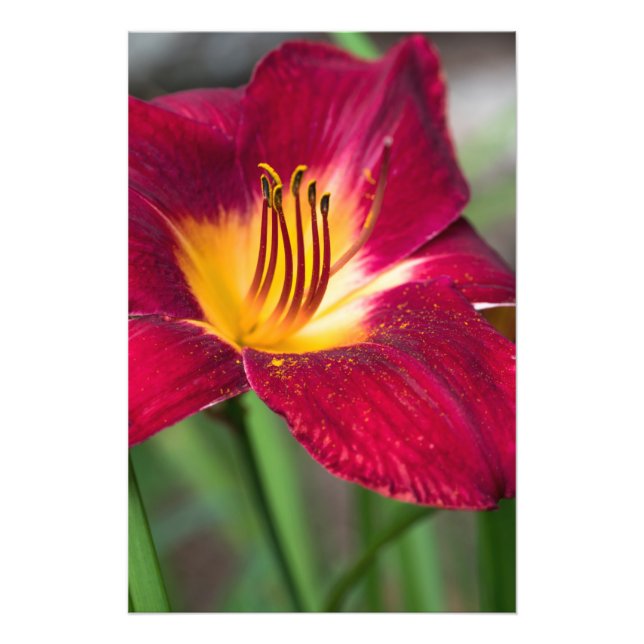 Foto Red Lily Flower (Frente)