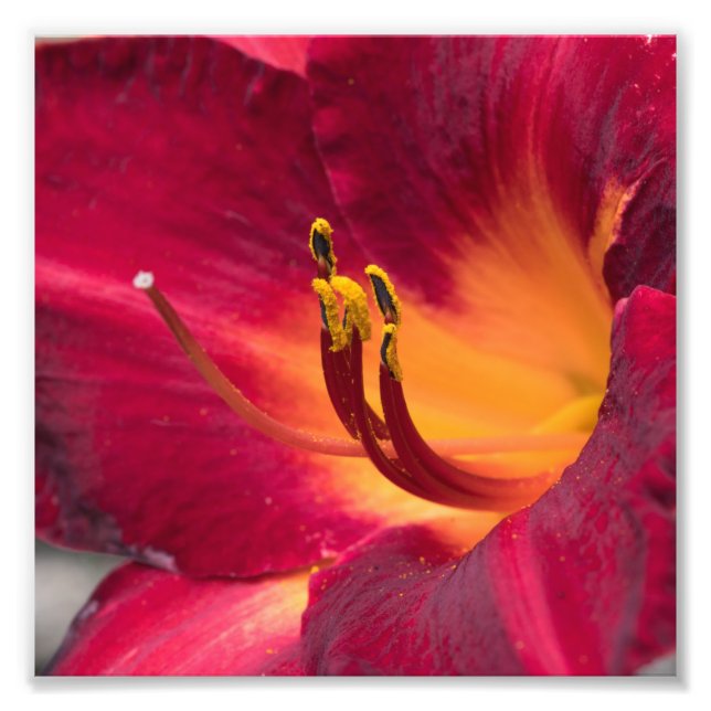 Foto Red Lily Macro Flower (Frente)