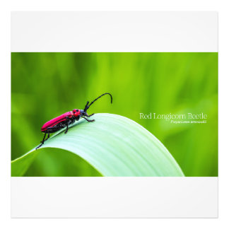 Foto Red Longicorn Beetle and green background