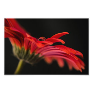 Foto Red Macro Gerbera Flower