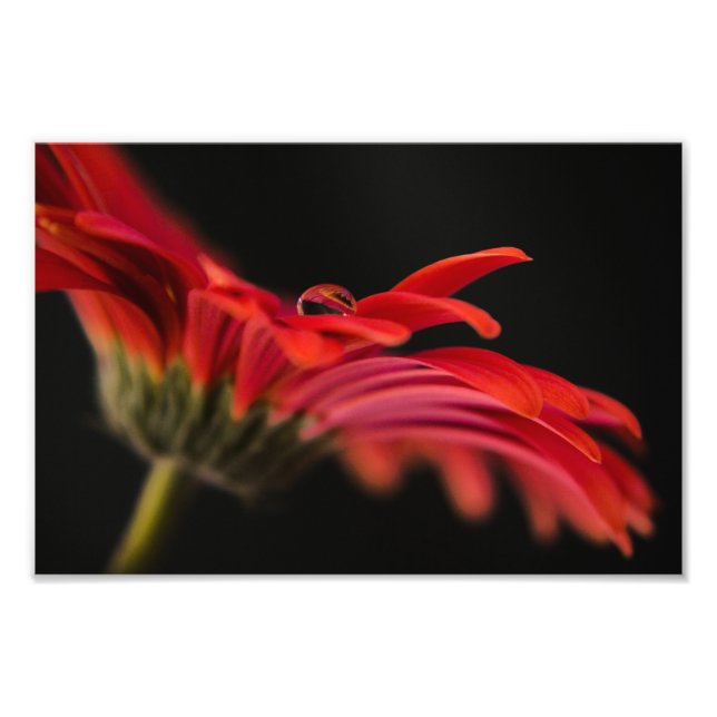 Foto Red Macro Gerbera Flower (Frente)