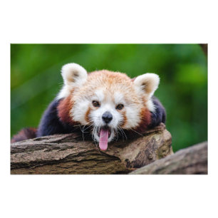 Foto Red Panda