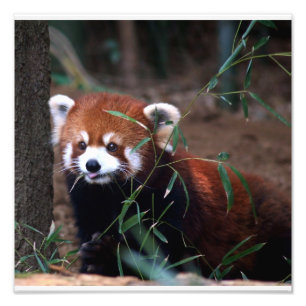 Foto Red Panda