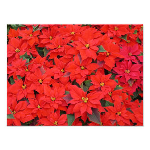 Foto Red Poinsettias I Festa Floral de Natal