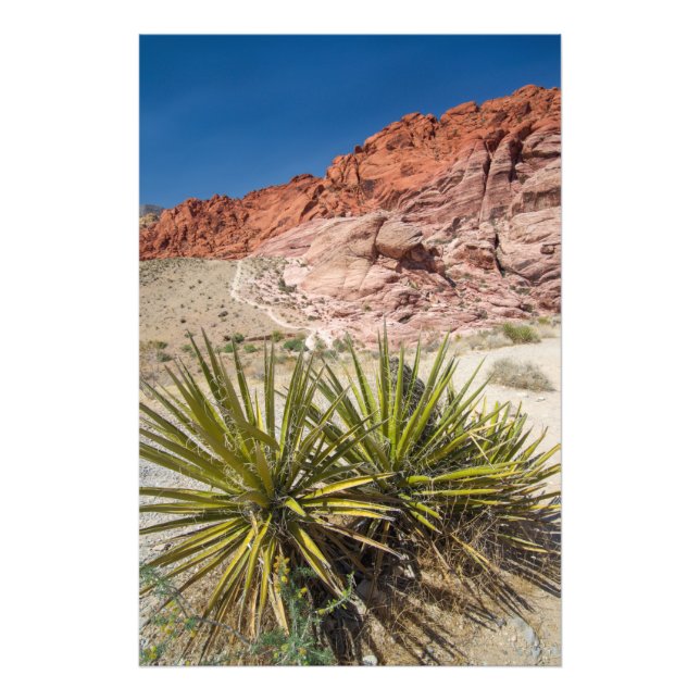 Foto Red Rock Desert Plant (Frente)