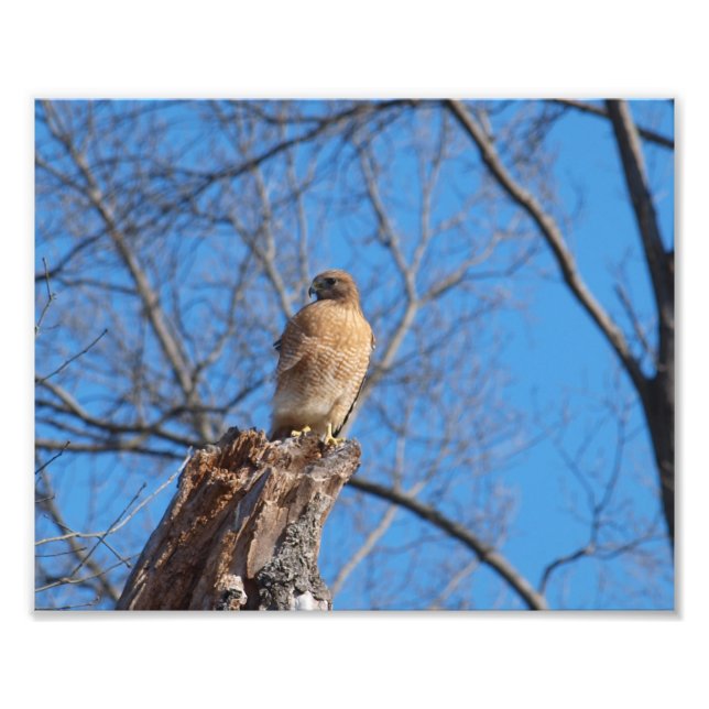 Foto Red Shoulder Hawk (Frente)