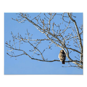 Foto Red Tailed Hawk