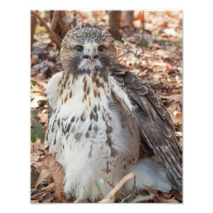 Foto Red Tailed Hawk