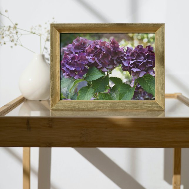 Foto Red Violet Hydrangea Blooms Floral (In Situ Framed)