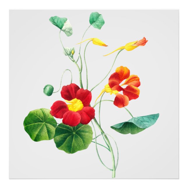 Foto Red Willow II Reverie: Vintage Botanical (Frente)