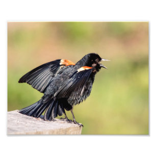 Foto Red Winged Blackbird Singing