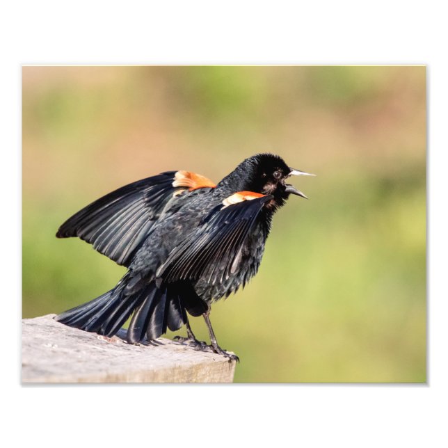 Foto Red Winged Blackbird Singing (Frente)