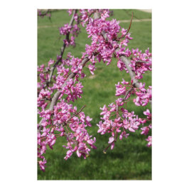 Foto Redbud 24"x36"