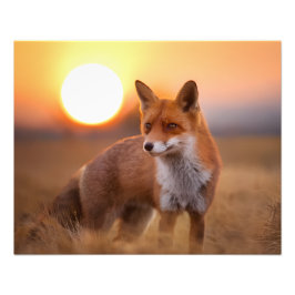 Foto Redfox