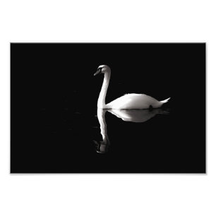 Foto Reflexão Do Cisne Branco Elegante No Lago Negro