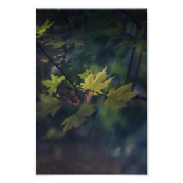 Foto Reflexão do outono —