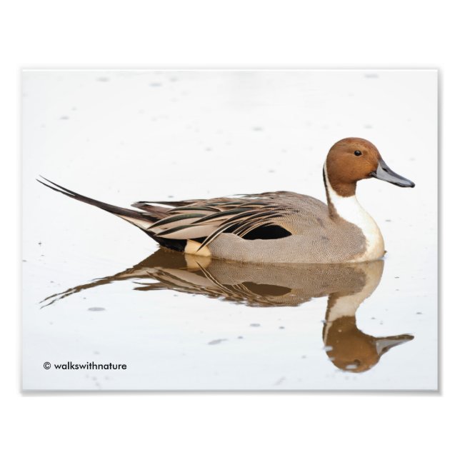Foto Reflexões de um Pato de Pintail de Norte (Frente)