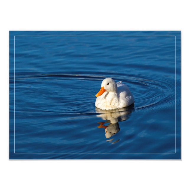 Foto Reflexos do Pequeno Pato Branco (Frente)