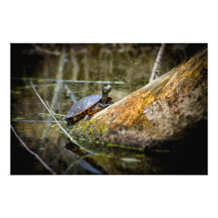Foto Registro da tartaruga
