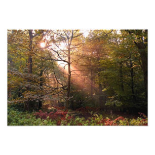 Foto Reino Unido. Floresta de Dean. Raio de sol penetra