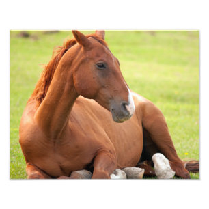 Foto Relaxamento De Cavalo Em Pastagens Verdes