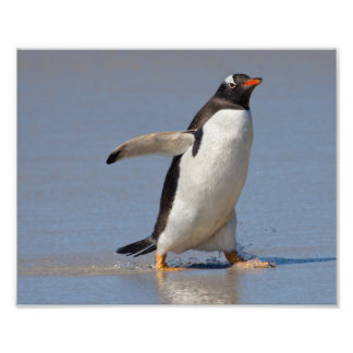 Foto Remando Gentoo Print