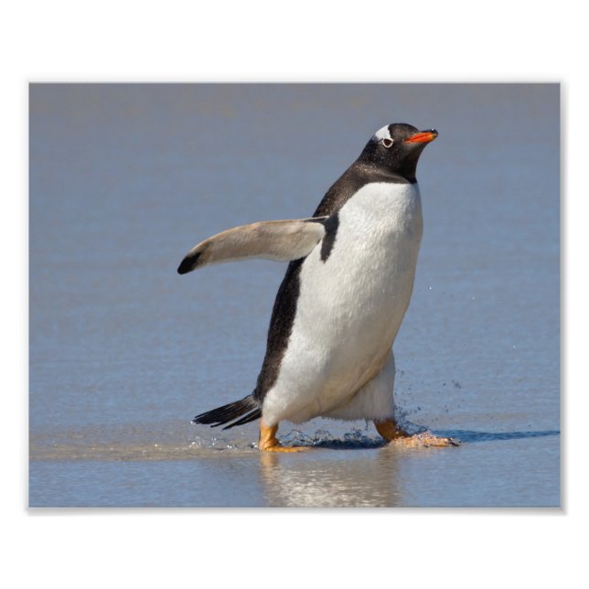 Foto Remando Gentoo Print (Frente)