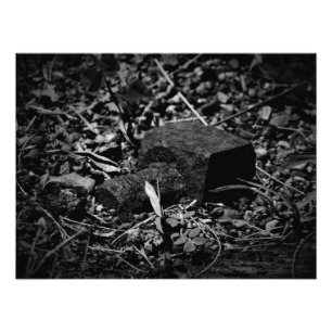 Foto "Remanescência de Dias Mortos"