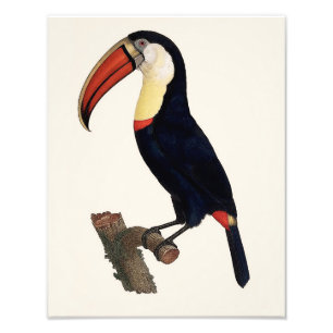 Foto Reprodução 1801 do papagaio de Jacques Barraband