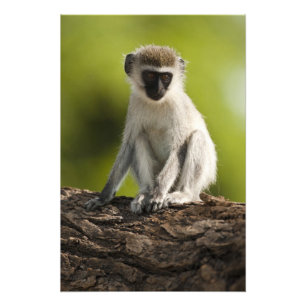 Foto Reserva do jogo de Samburu, Kenya, macaco de