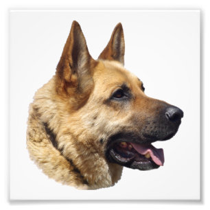 Foto Retrato Alsatian do german shepherd