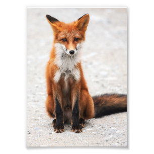 Foto Retrato da raposa vermelha selvagem bonito com