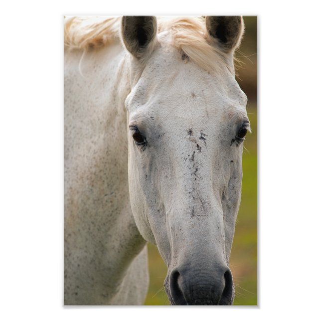 Foto Retrato de Cavalo Branco (Frente)