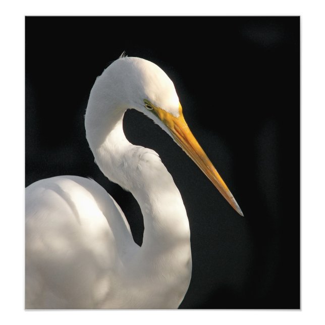 Foto Retrato de Egrete Branco excelente. (Frente)