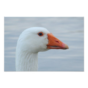 Foto Retrato de Ganso Branco