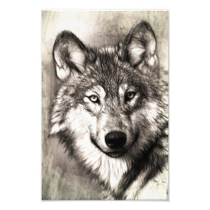 Foto Retrato de lobo