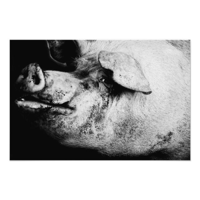 Foto retrato de porker (Frente)