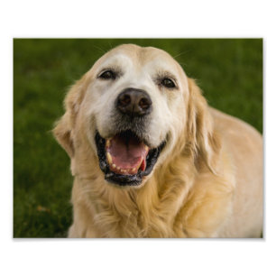 Foto Retrato de sorriso do golden retriever