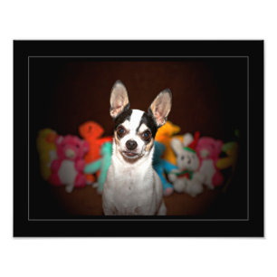 Foto Retrato de um chihuahua